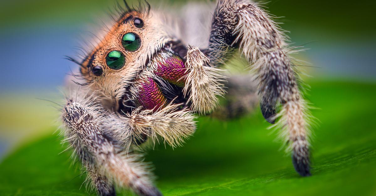 Captivating shot of the Jumping Spider, or Laba-laba Loncat in Bahasa Indonesia.