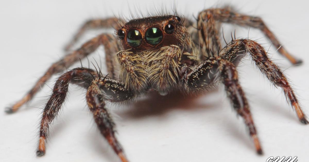 Portrait of a Jumping Spider, a creature known scientifically as Salticidae.