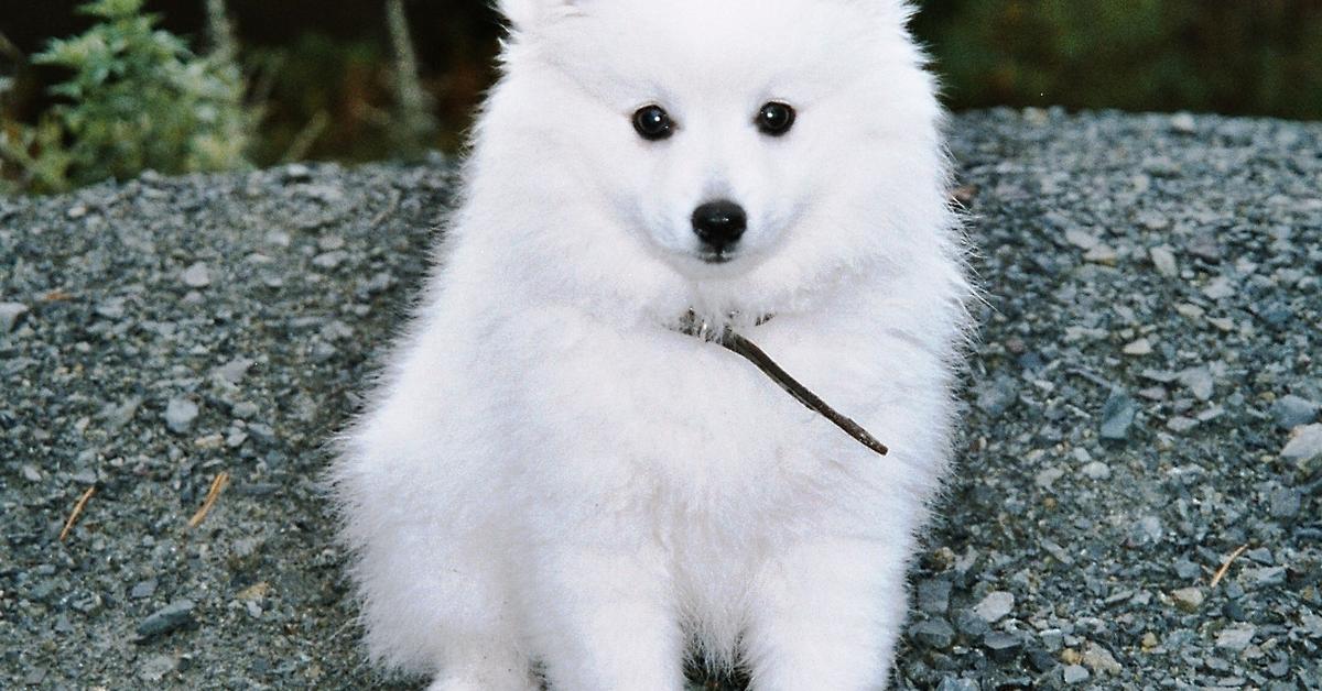 The remarkable Japanese Spitz (Canis lupus), a sight to behold.