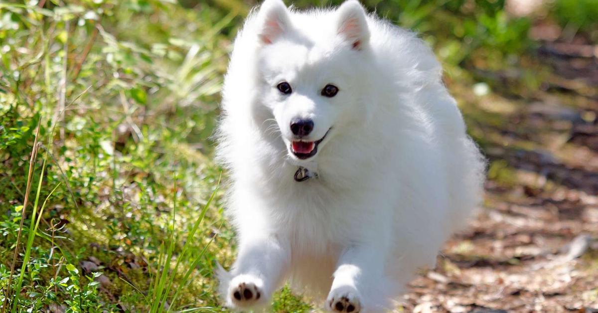 The alluring Japanese Spitz, commonly referred to as Spitz Jepang in Bahasa Indonesia.