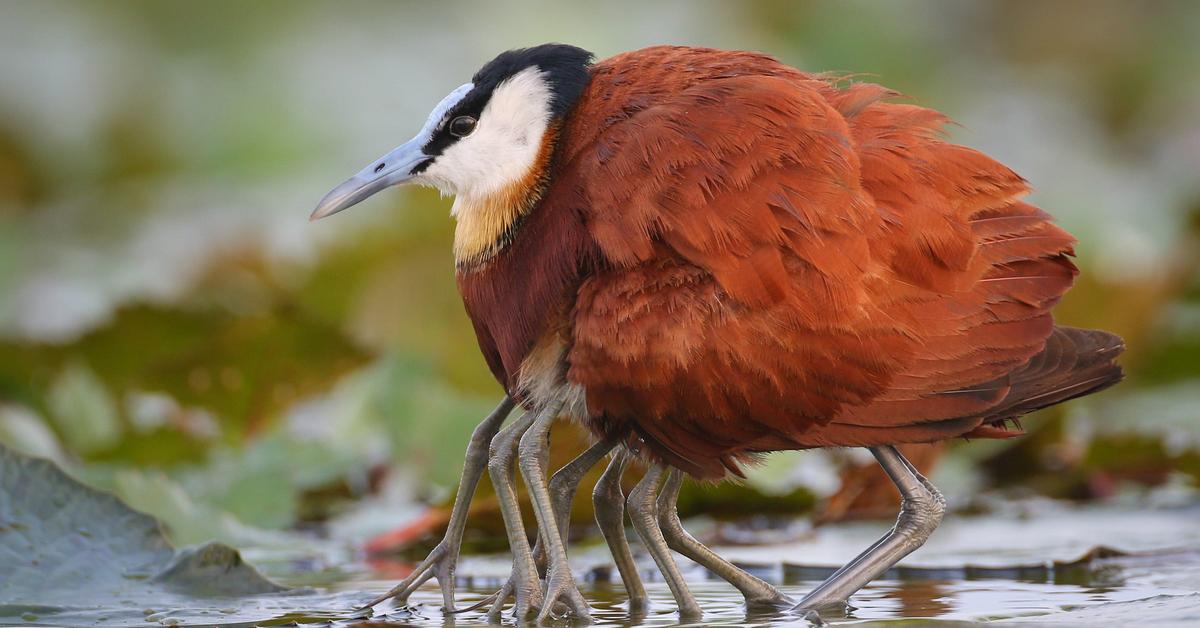 Stunning image of the Jacana (Jacanidae), a wonder in the animal kingdom.