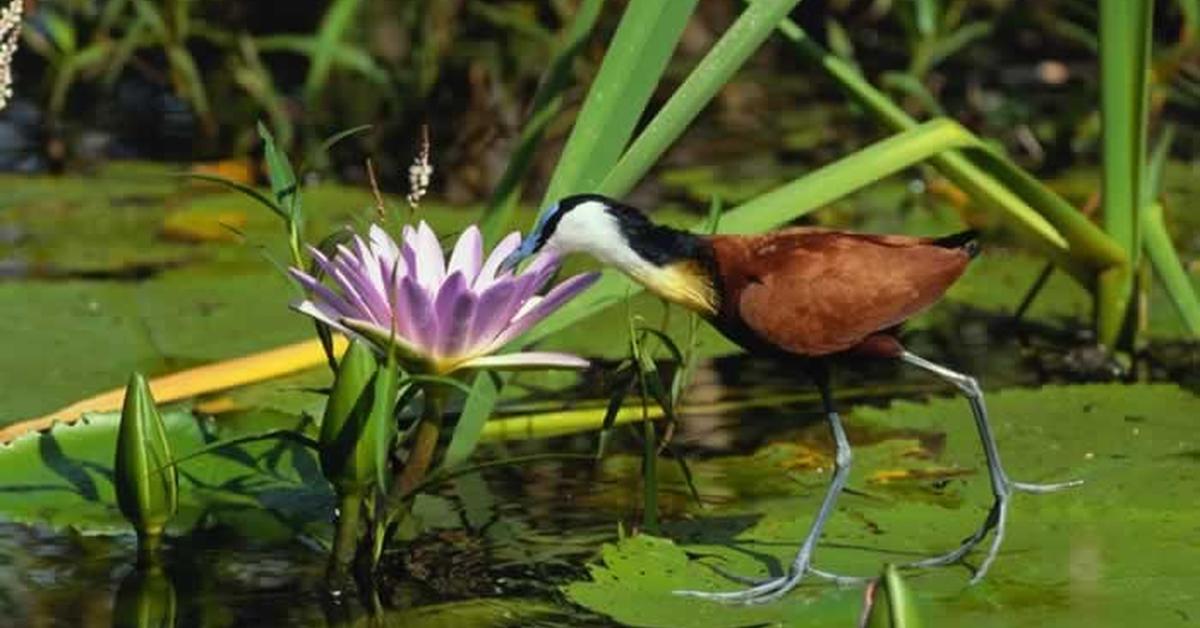 Elegant portrayal of the Jacana, also known as Jacanidae.