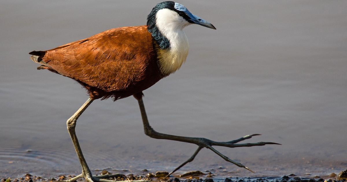 Natural elegance of the Jacana, scientifically termed Jacanidae.