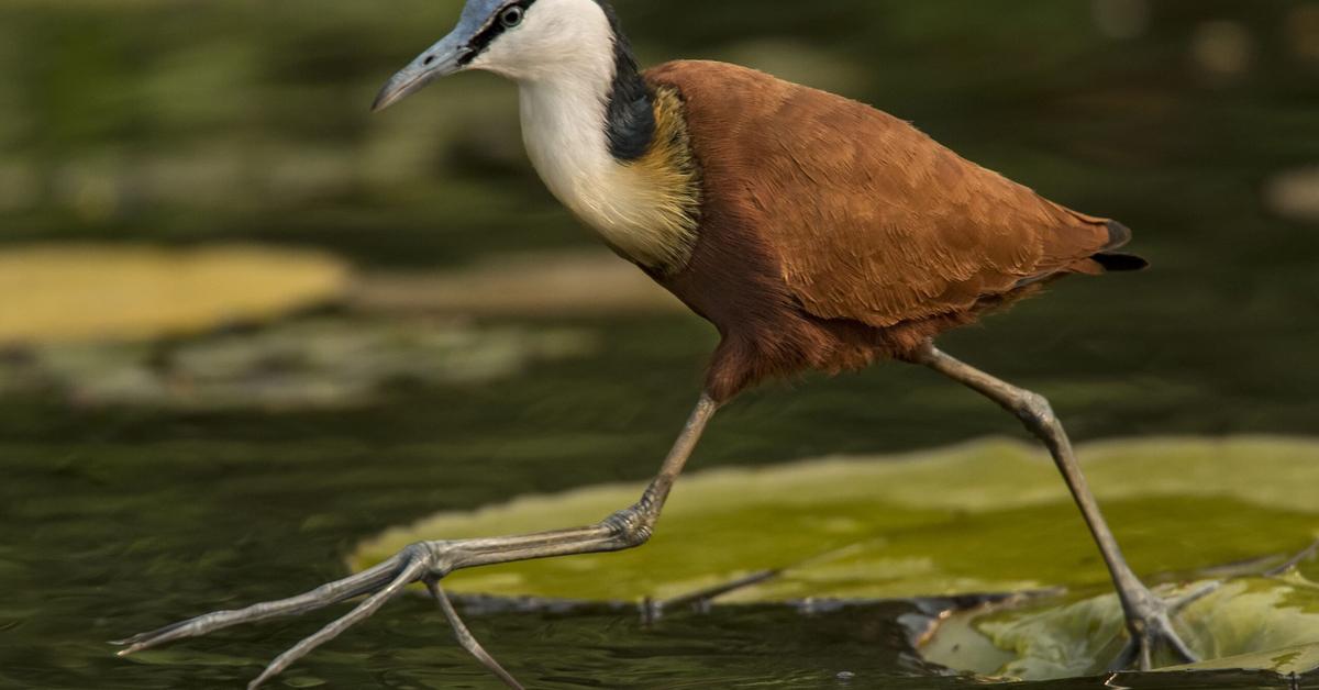 Close encounter with the Jacana, scientifically called Jacanidae.