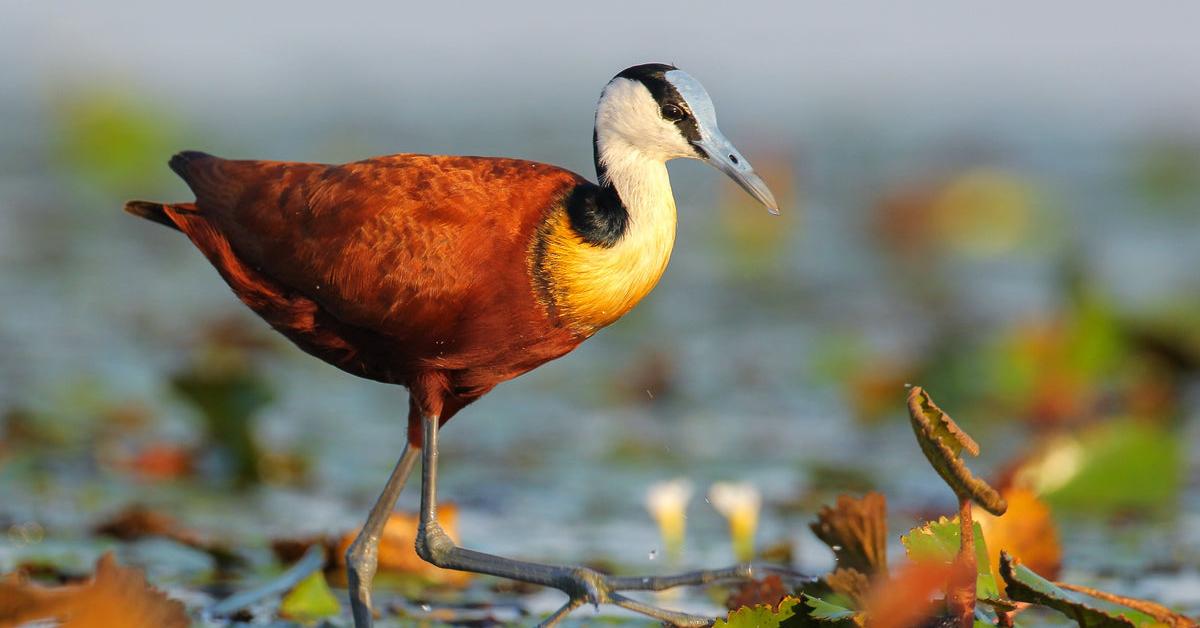 Glimpse of the Jacana, known in the scientific community as Jacanidae.