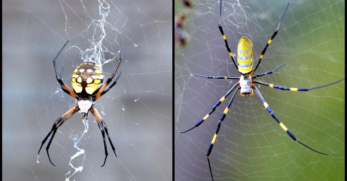 Charming view of the Joro Spider, in Indonesia referred to as Laba-laba Joro.