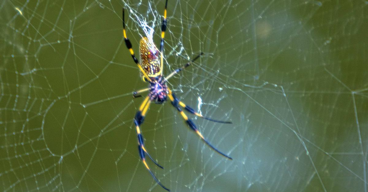 Distinctive Joro Spider, in Indonesia known as Laba-laba Joro, captured in this image.