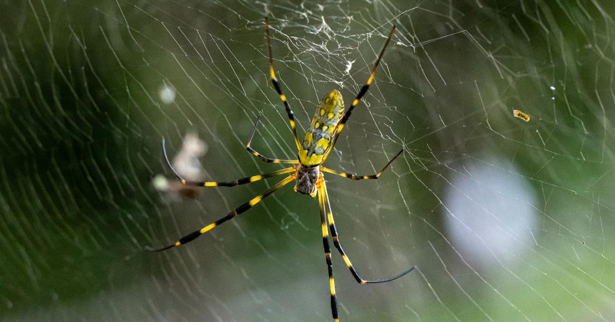 Engaging shot of the Joro Spider, recognized in Indonesia as Laba-laba Joro.