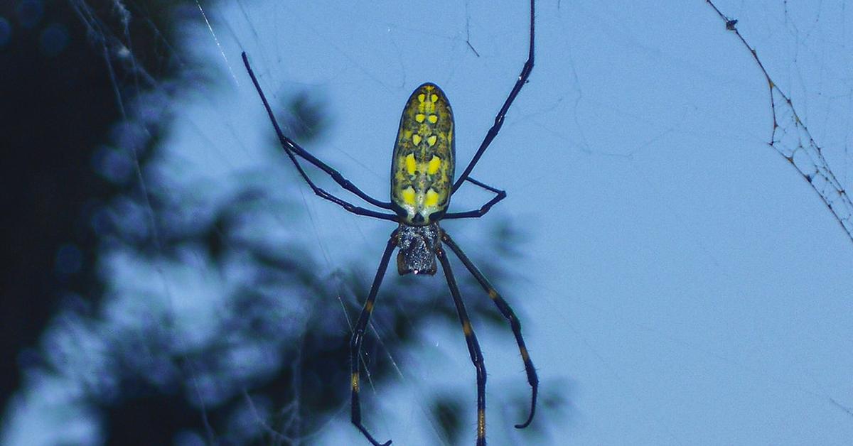 Stunning image of the Joro Spider (Trichonephila clavata), a wonder in the animal kingdom.