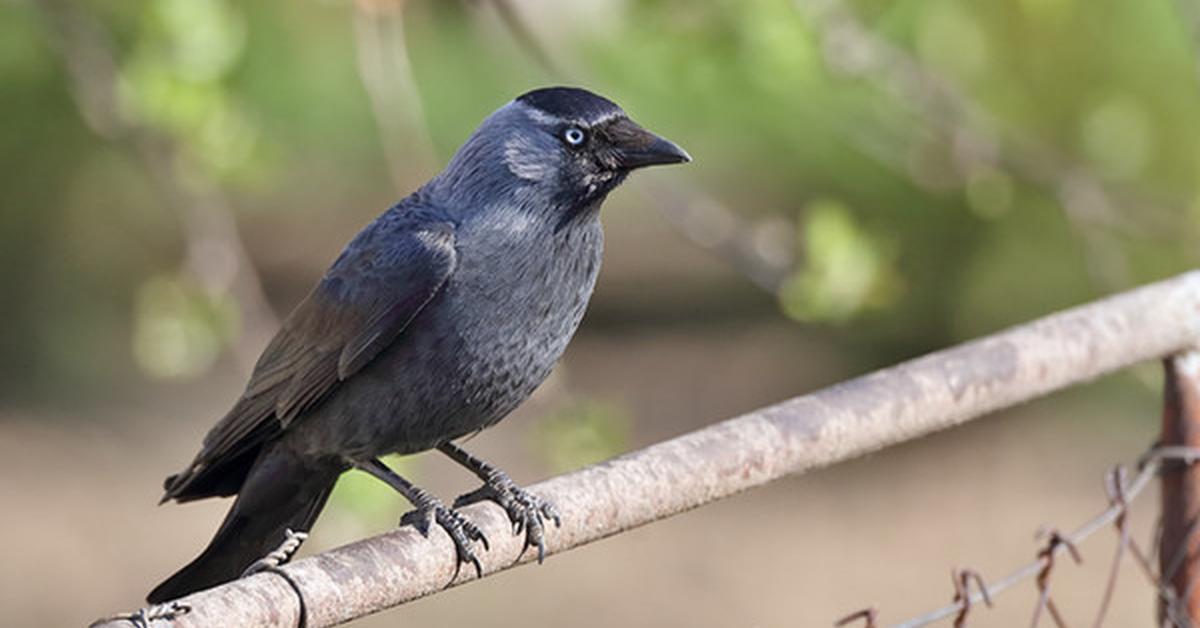 Vivid image of the Jackdaw, or Gagak Jackdaw in Indonesian context.