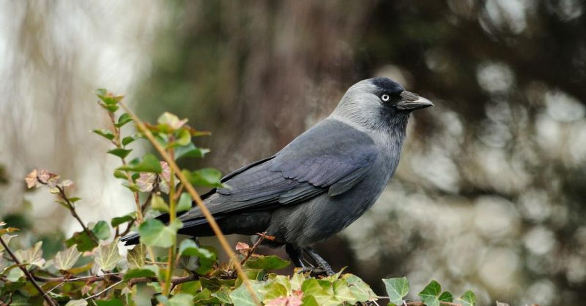 The majestic Jackdaw, also called Gagak Jackdaw in Indonesia, in its glory.