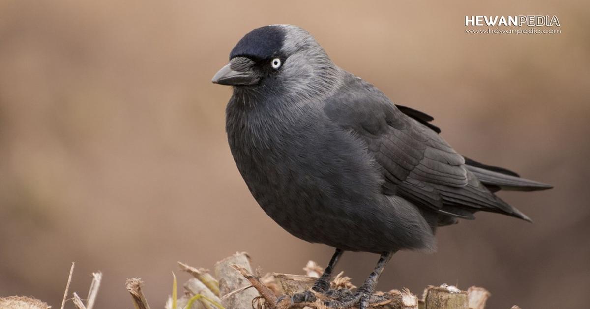 The Jackdaw in its natural beauty, locally called Gagak Jackdaw.