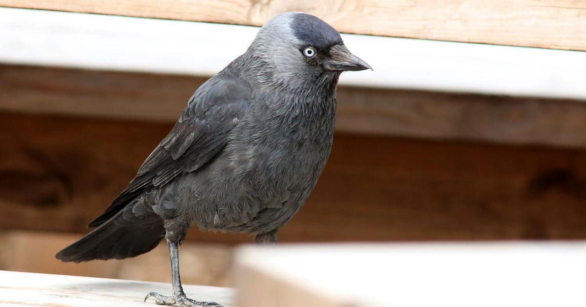 Picture of Jackdaw, known in Indonesia as Gagak Jackdaw.