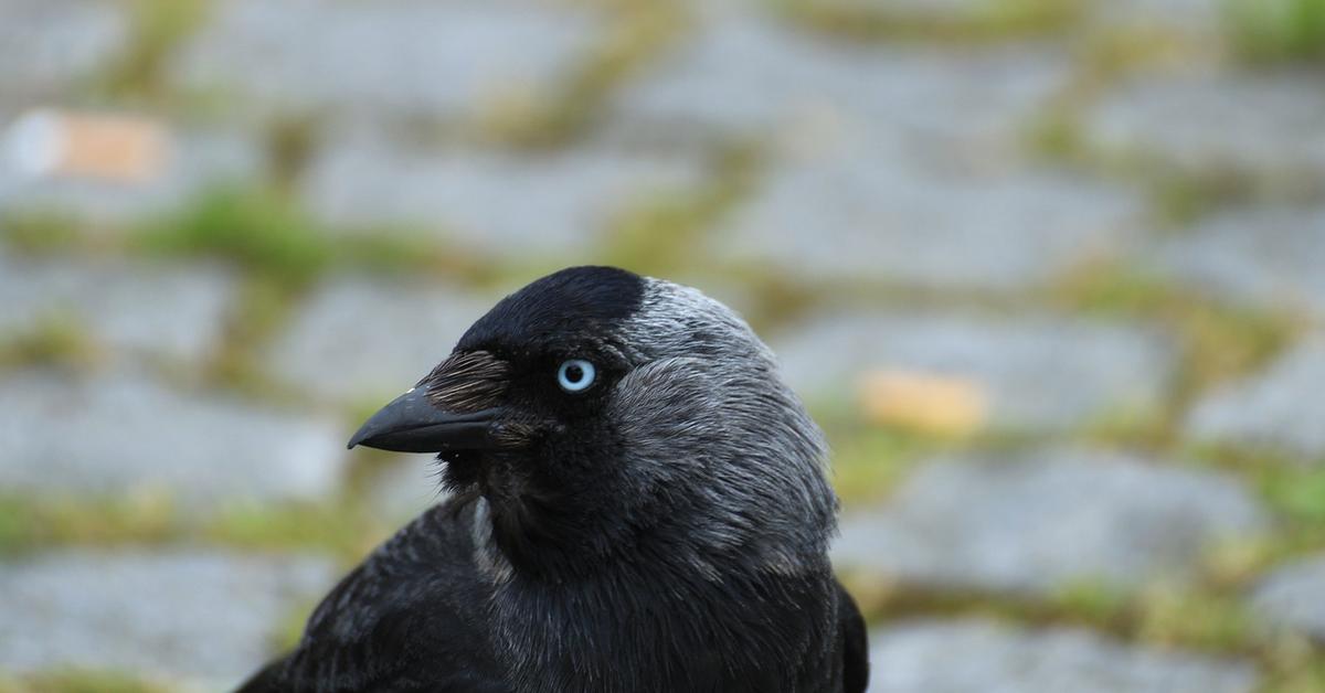 Portrait of a Jackdaw, a creature known scientifically as Corvus monedula.