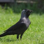 Elegant Jackdaw in its natural habitat, called Gagak Jackdaw in Indonesia.