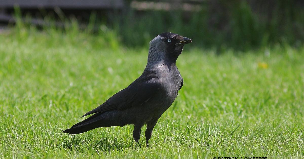 Elegant Jackdaw in its natural habitat, called Gagak Jackdaw in Indonesia.