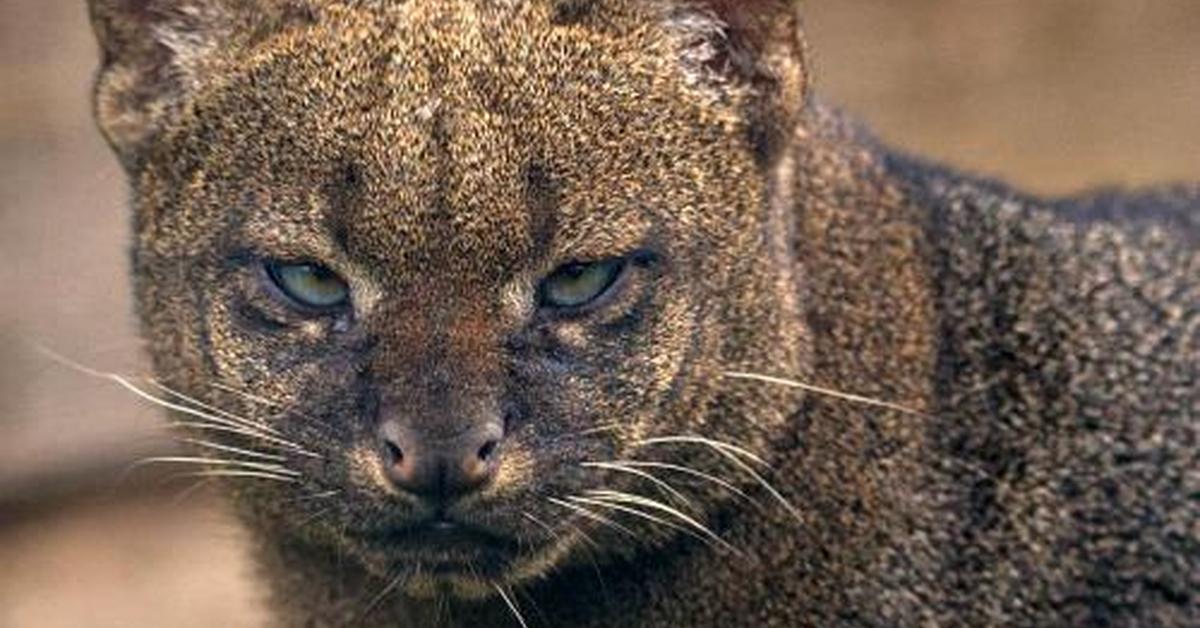 The elegant Jaguarundi Cat (Herpailurus yagouaroundi), a marvel of nature.