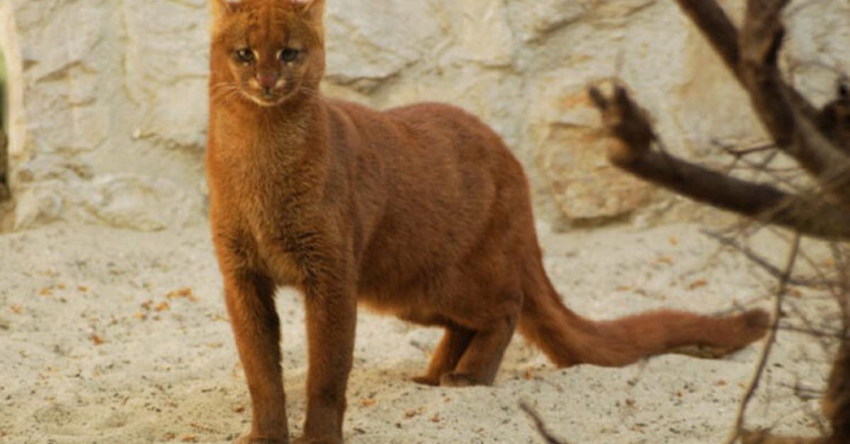 Close-up view of the Jaguarundi Cat, known as Kucing Jaguarundi in Indonesian.