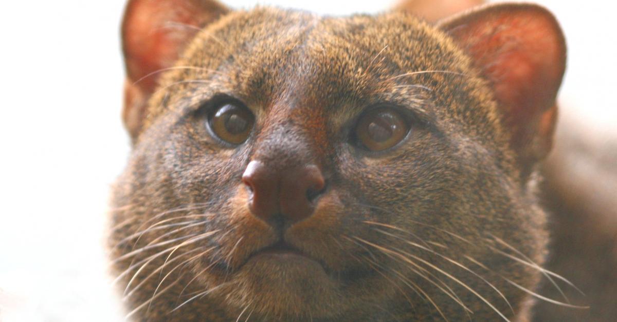 Stunning image of the Jaguarundi Cat (Herpailurus yagouaroundi), a wonder in the animal kingdom.