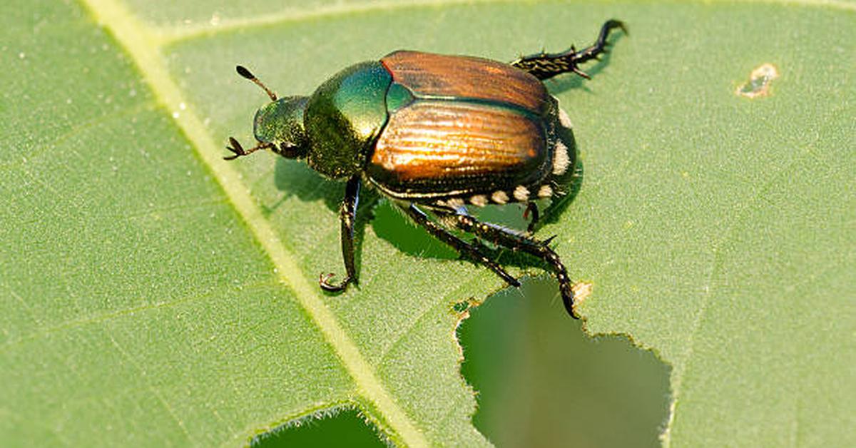 The majestic Japanese Beetle, also called Kumbang Jepang in Indonesia, in its glory.