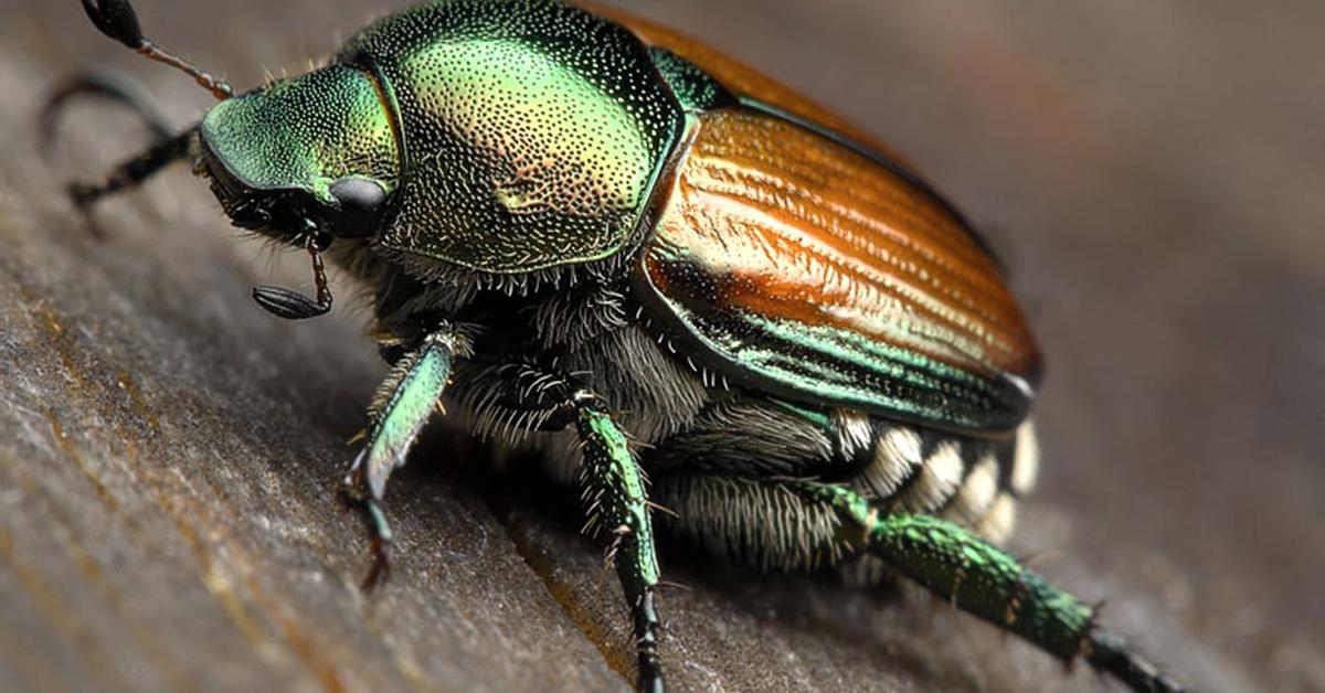 Visual of Japanese Beetle, or Kumbang Jepang in Indonesian, showcasing its beauty.