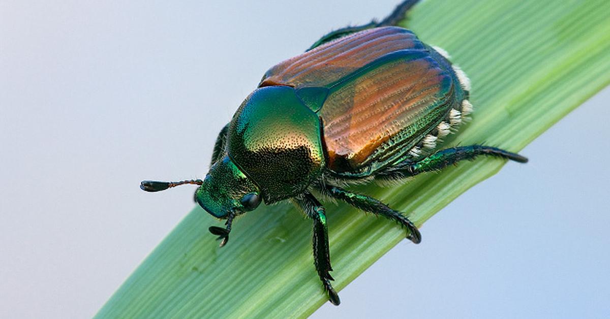 Vibrant snapshot of the Japanese Beetle, commonly referred to as Kumbang Jepang in Indonesia.