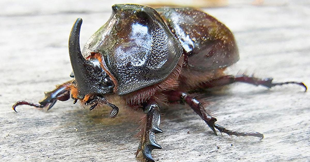 The elegant Japanese Beetle (Popillia japonica), a marvel of nature.