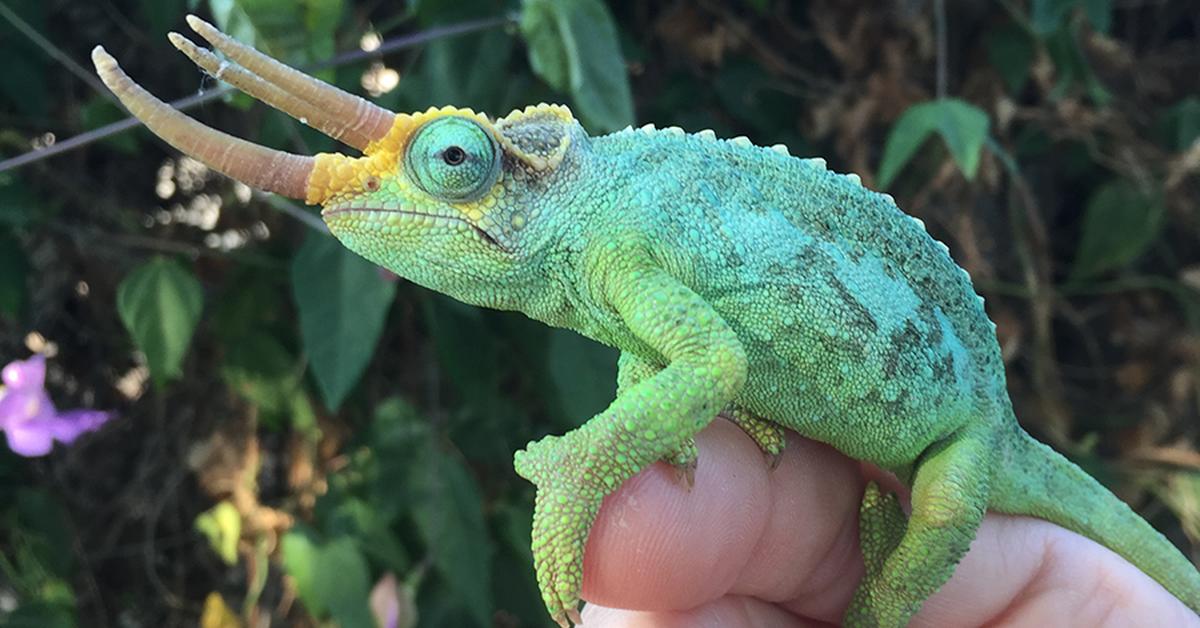 Captivating view of the Jackson’S Chameleon, known in Bahasa Indonesia as Kameleon Jackson.