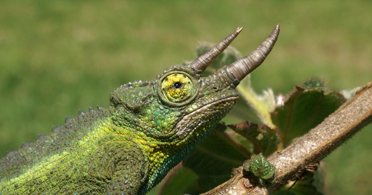 Unique portrayal of the Jackson’S Chameleon, also called Kameleon Jackson in Bahasa Indonesia.