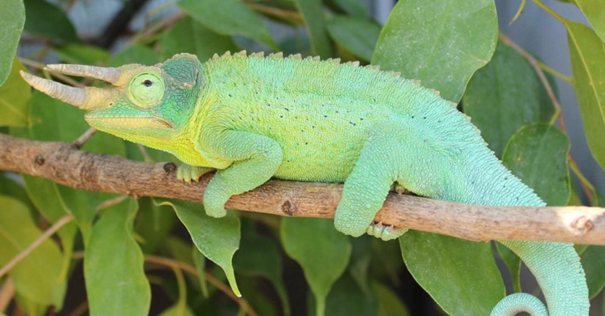 Graceful Jackson’S Chameleon, a creature with the scientific name Trioceros jacksonii.