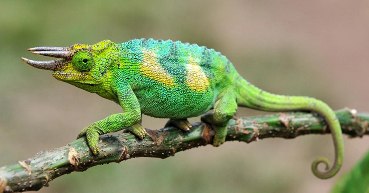 Splendid image of the Jackson’S Chameleon, with the scientific name Trioceros jacksonii.