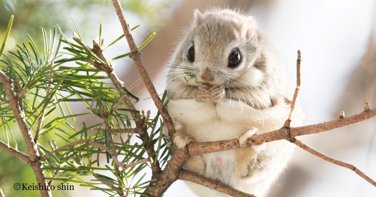 Captured elegance of the Japanese Squirrel, known in Indonesia as Tupai Jepang.