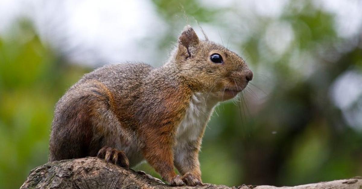 Snapshot of the intriguing Japanese Squirrel, scientifically named Sciurus lis.