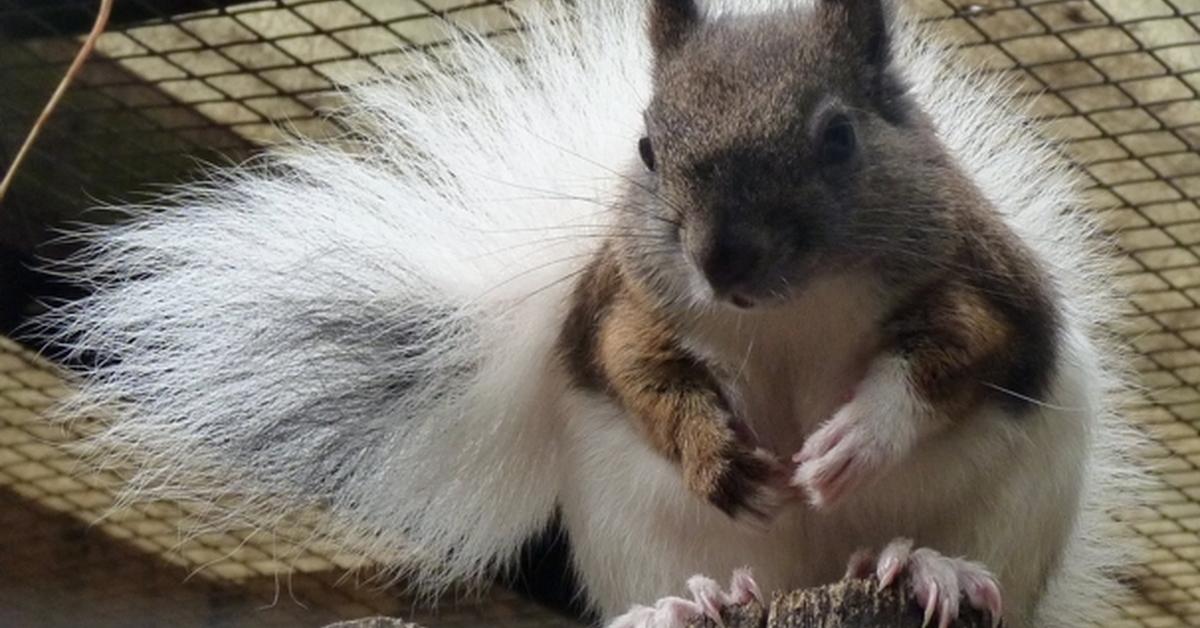 Captivating shot of the Japanese Squirrel, or Tupai Jepang in Bahasa Indonesia.