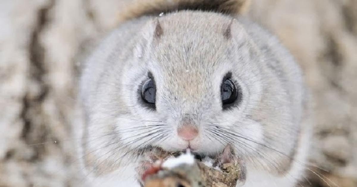 Picture of Japanese Squirrel, known in Indonesia as Tupai Jepang.