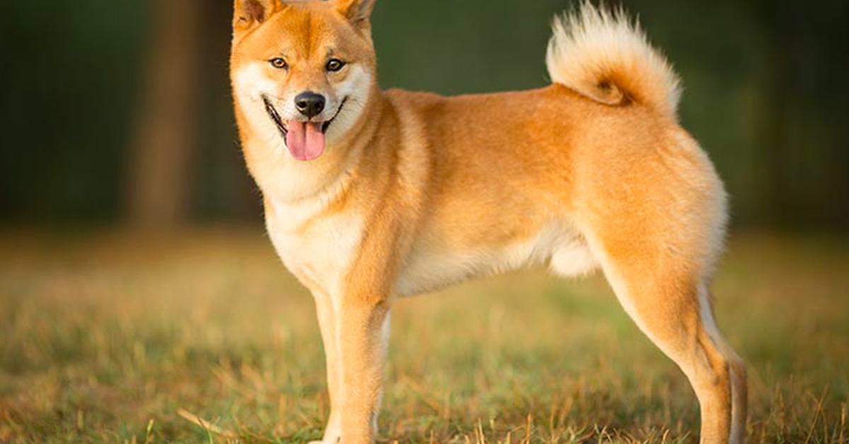 Graceful Japanese Terrier, a creature with the scientific name Canis lupus.