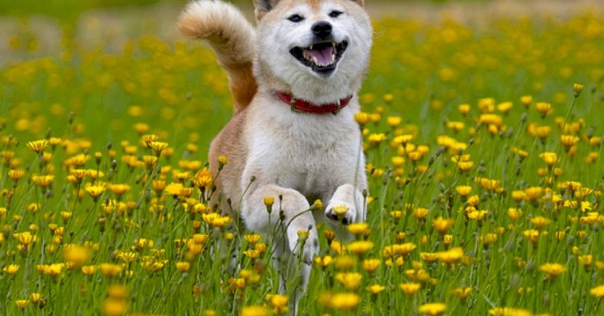 Captured moment of the Japanese Terrier, in Indonesia known as Anjing Jepang.