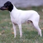 Close-up view of the Japanese Terrier, known as Anjing Jepang in Indonesian.