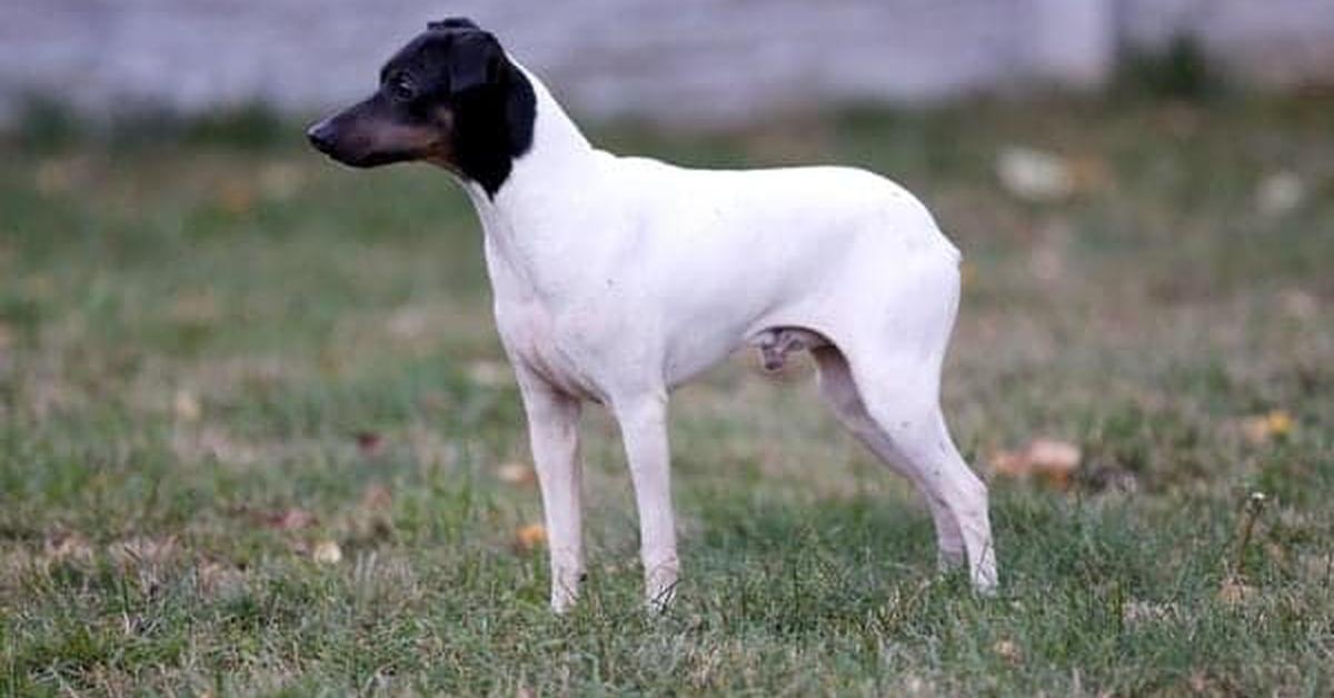 Close-up view of the Japanese Terrier, known as Anjing Jepang in Indonesian.