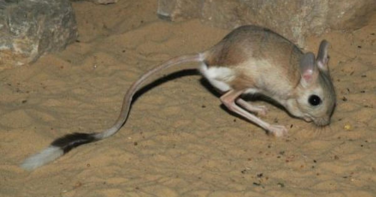 Vibrant snapshot of the Jerboa, commonly referred to as Jerboa in Indonesia.