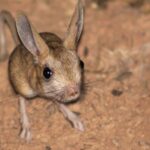 The Jerboa, an example of Dipodidae, in its natural environment.