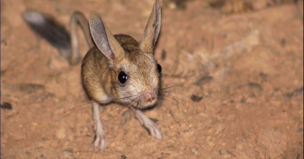 Close encounter with the Jerboa, scientifically called Dipodidae.