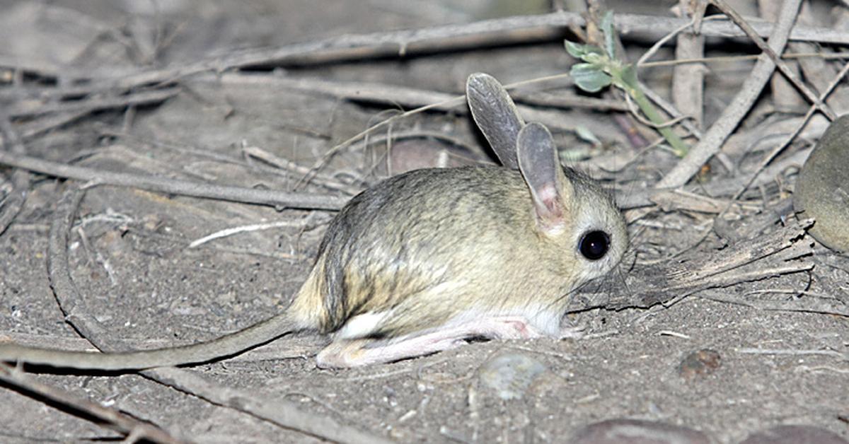 The elegant Jerboa (Dipodidae), a marvel of nature.