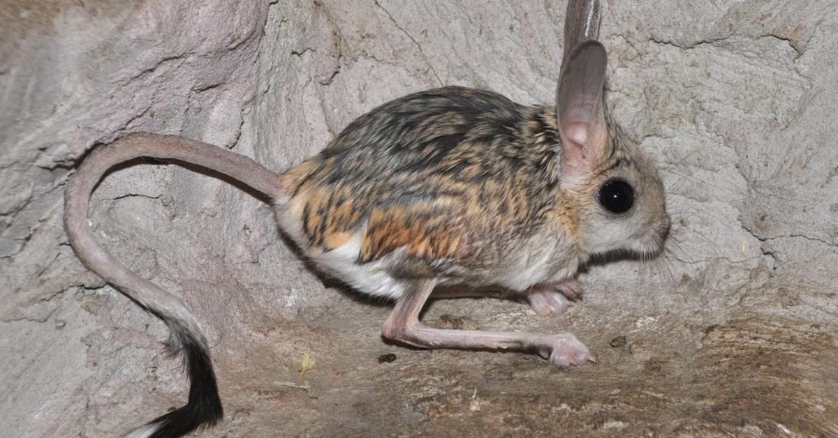 Captured moment of the Jerboa, in Indonesia known as Jerboa.