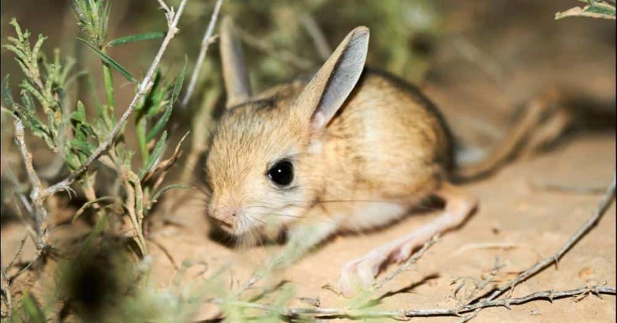 Striking appearance of the Jerboa, known in scientific circles as Dipodidae.