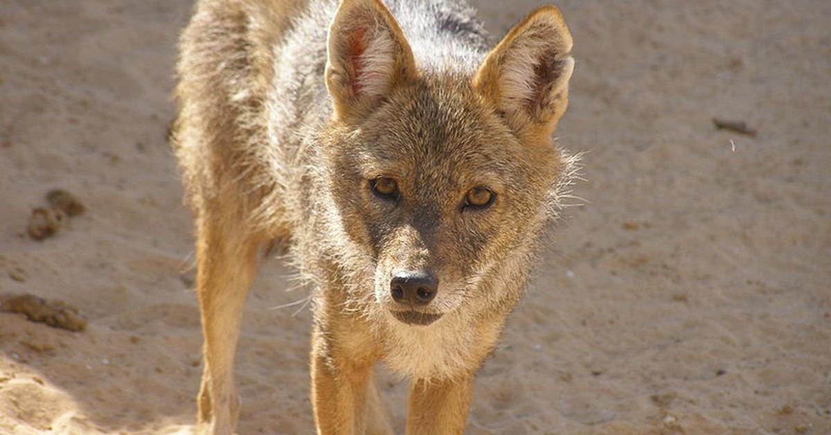 Splendid image of the Jackal, with the scientific name Canis Aureus.