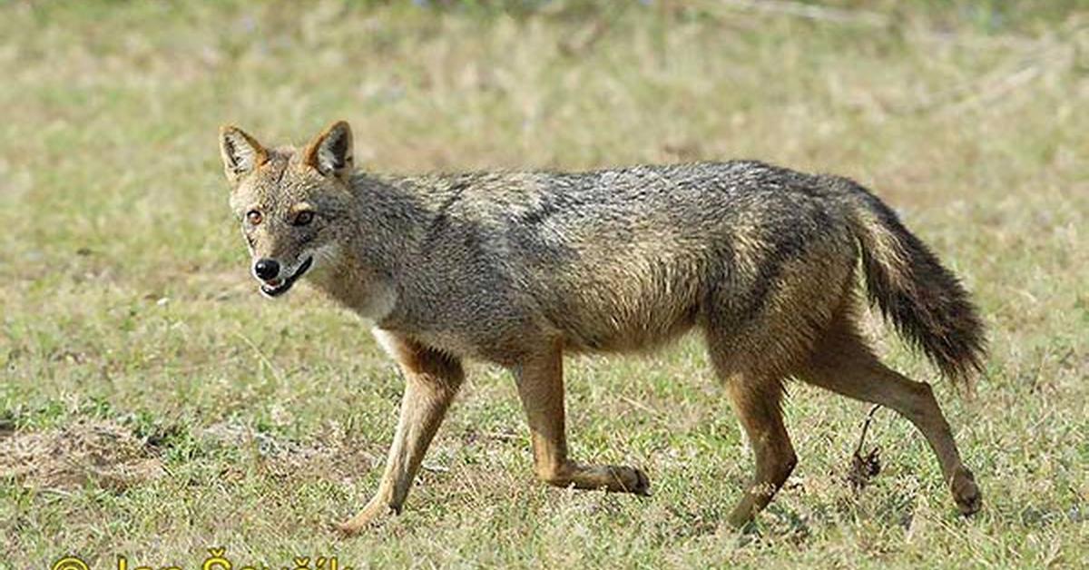 The Jackal in its natural beauty, locally called Serigala.