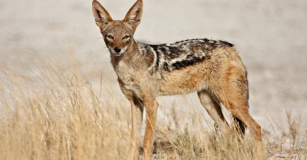 The majestic Jackal, also called Serigala in Indonesia, in its glory.