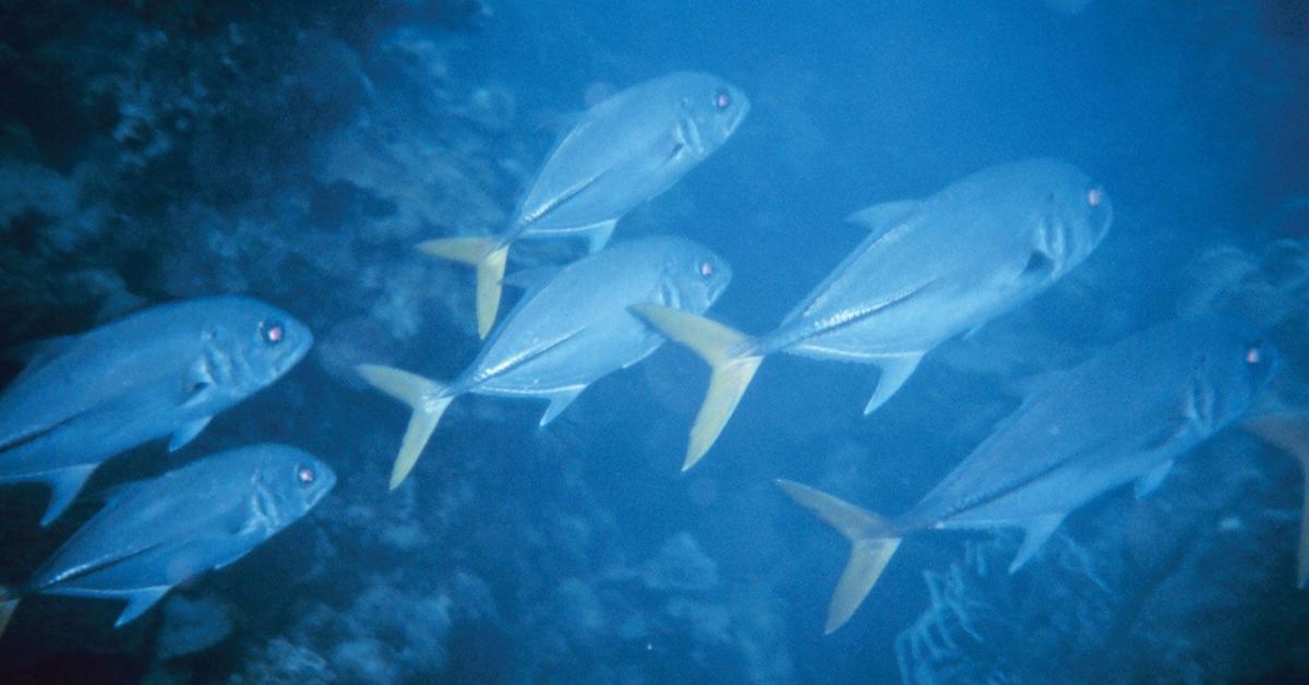 Vibrant snapshot of the Jack Crevalle, commonly referred to as Ikan Jack Crevalle in Indonesia.