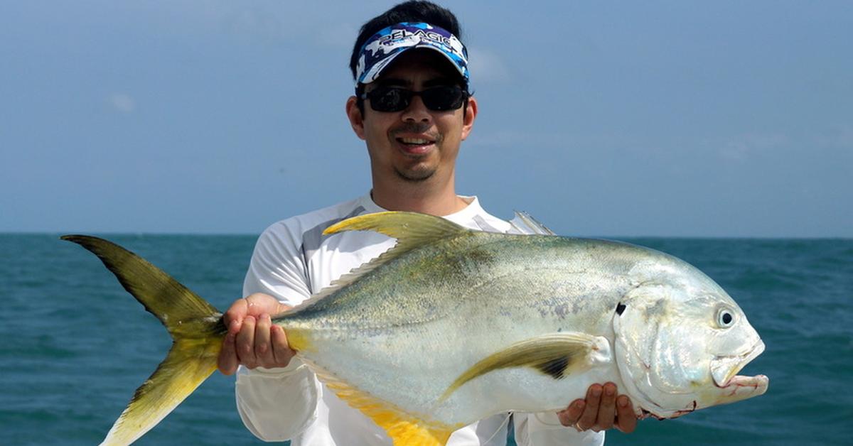 Distinctive Jack Crevalle, in Indonesia known as Ikan Jack Crevalle, captured in this image.